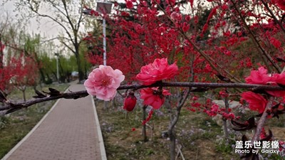 獨一無二的桃花