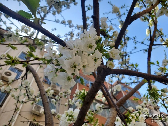 簡(jiǎn)短S10+小介紹