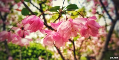【四月你好】+满园春色关不住