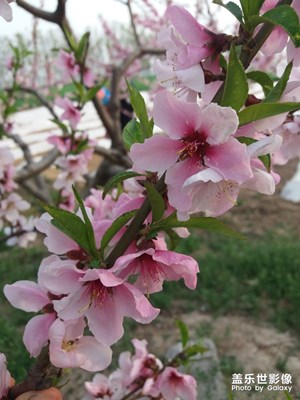 人面桃花醉春風