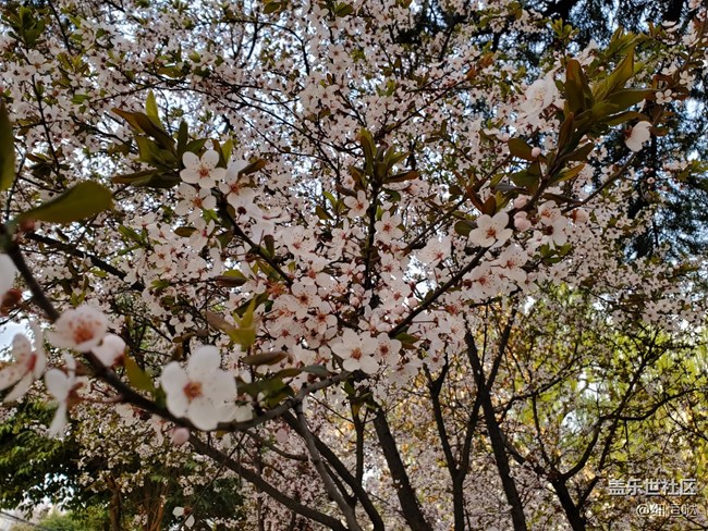 簡(jiǎn)短S10+小介紹