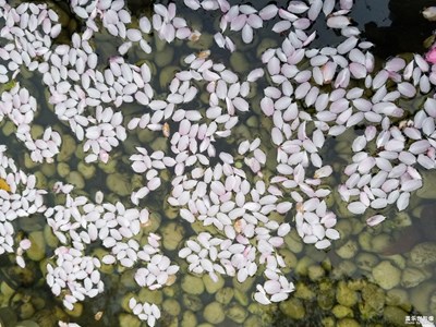 【四月你好】+芳菲靜