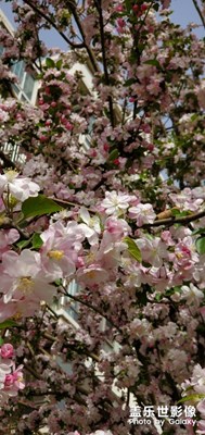 繁花??