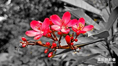 焦點(diǎn)顏色