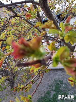清明