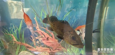 老爸養(yǎng)的魚(yú)