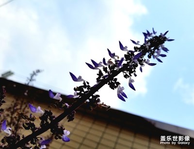 這是什么花