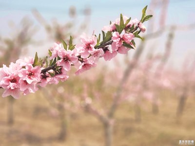 【四月你好】+春天的花兒