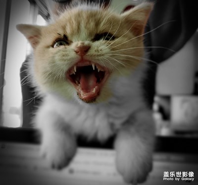 可愛的喵星人