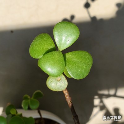 金枝玉葉一相逢，便勝卻人間無(wú)數(shù)