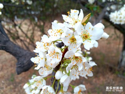 清明節(jié)