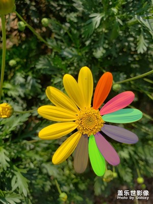 換種風格，漂亮的花兒