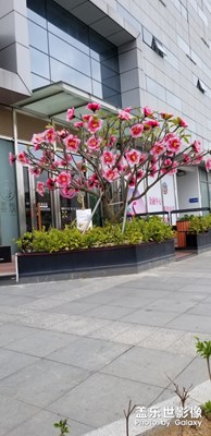 這是什么花