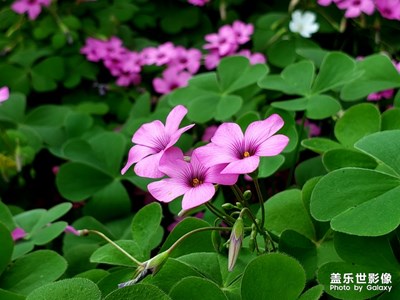 初春·公園