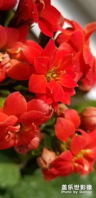 小花