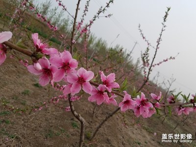 【四月你好】+夕陽下的桃花