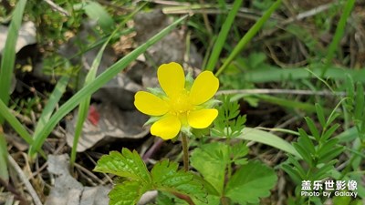 春風(fēng)吹，花兒開
