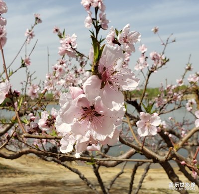 花的季節(jié)，