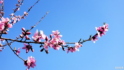 【陽(yáng)光的味道】+人間四月芳菲盡