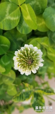 路邊小花