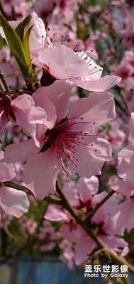 春天的花朵