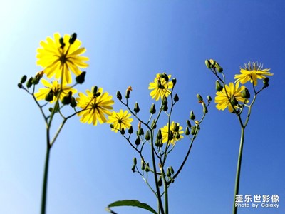 花花草草