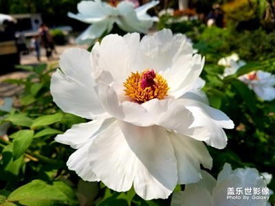 【陽光的味道】+春光暖暖的復(fù)興公園