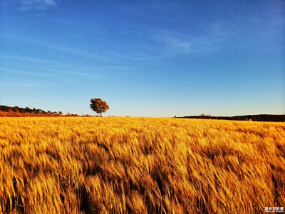 【陽光的味道】+夕陽下的田野