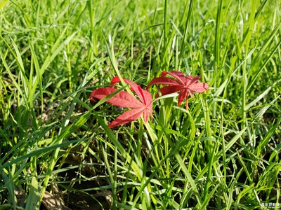 【陽(yáng)光的味道】+溫暖在心田