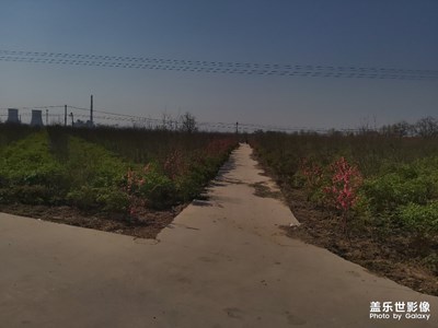 牡丹花開