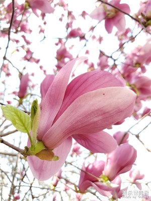 粉色玉蘭