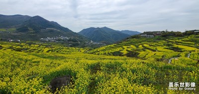 覆卮山之旅-那盛開的油菜花