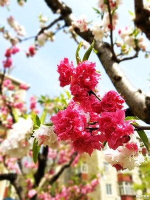 【陽(yáng)光的味道】+花意濃