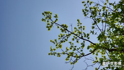 陽光的味道-春天、綠色、陽光