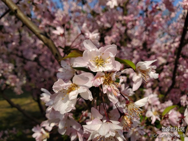 告別了小7迎來了小10，相機還是跟給力的。