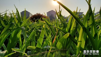 雨后的草地
