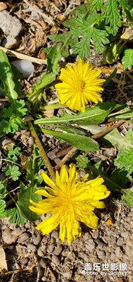 路邊小花