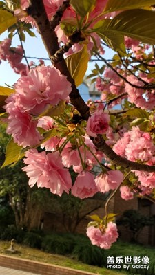 這是什么花