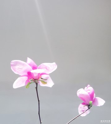 【陽光的味道】+陽光下的世界