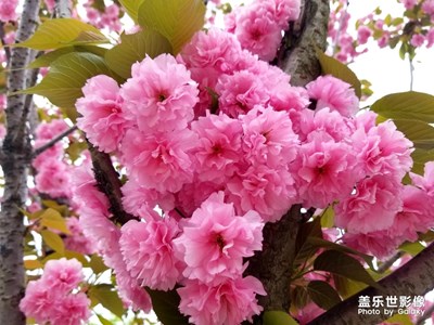 晚櫻綻放