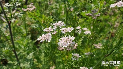 【陽光的味道】-花開半夏