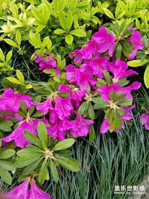 美麗喇叭花