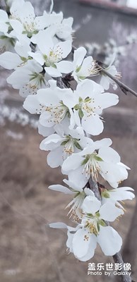 春暖花開