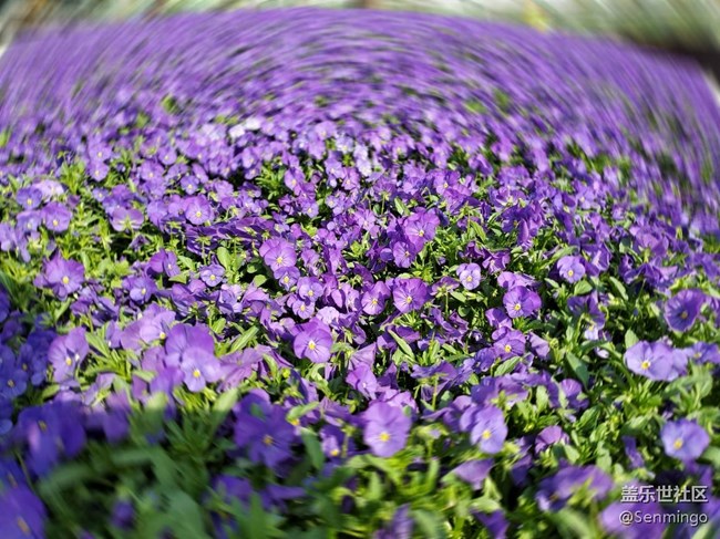 低調(diào)奢華美！三星S10e實(shí)力爆發(fā)，小宇宙也有核能量！