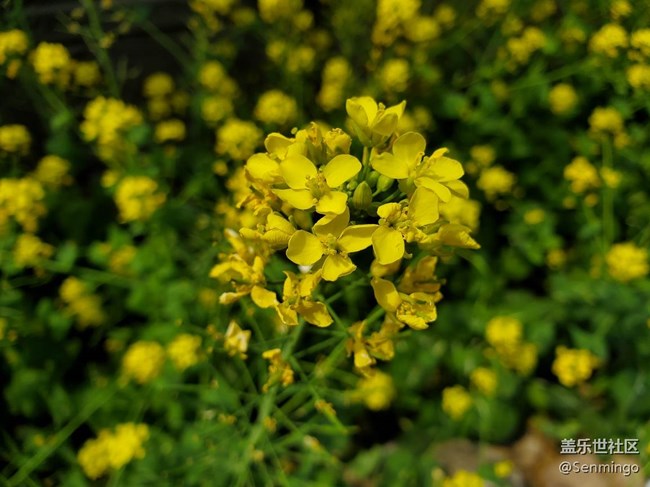 低調(diào)奢華美！三星S10e實(shí)力爆發(fā)，小宇宙也有核能量！