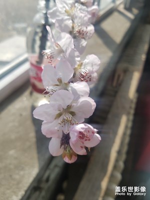 【陽(yáng)光的味道】桃花朵朵開(kāi)