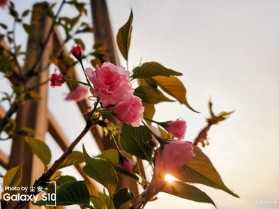 【陽光的味道】+櫻花樹下