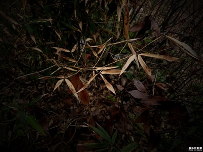 【陽光的味道】+凋零何嘗不是一種美