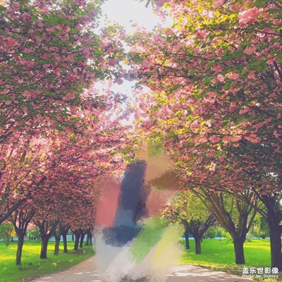 我們西安的櫻花就是很美的