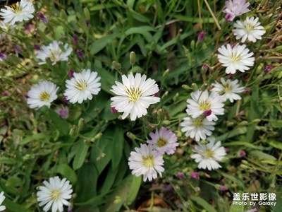【陽光的味道】+路邊小野花